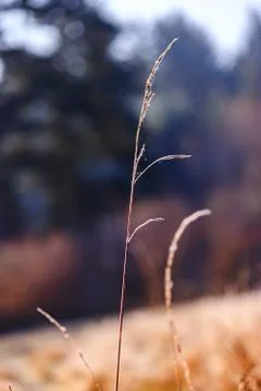 Single strand of grass with webs Stock Photos