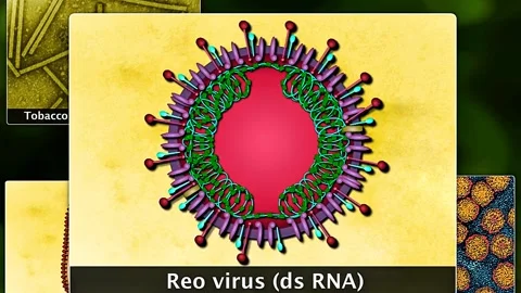Single stranded and double stranded viruses Stock Footage 320656282