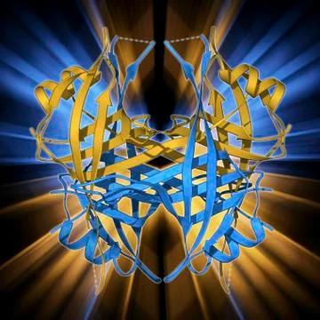 Single stranded DNA-binding protein Stock Illustration