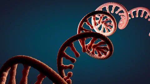 Single-stranded molecule of RNA called messenger ribonucleic acid Stock Footage 255172728