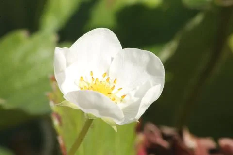 Single strawberry flower Close up, macro white flower isolated Stock Photos
