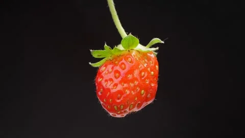 Single Strawberry Hanging on Black Background Stock Footage 317389766