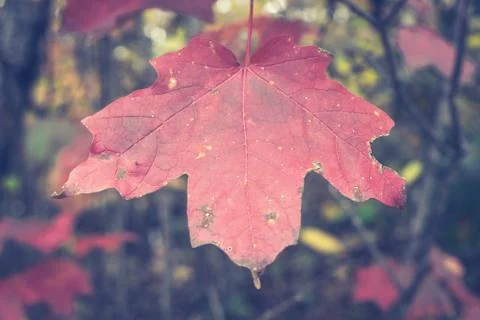 Single Sugar Maple Leaf in Fall Stock Photos