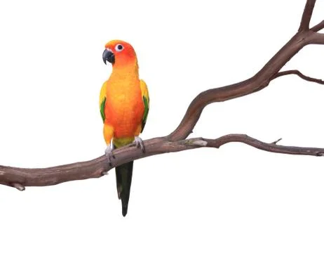 Single Sun Conure Parrot on a Tree Branch Stock Photos
