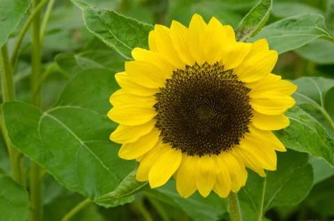 A single sun flower Foto stock