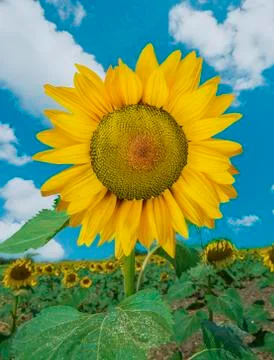Single sunflower and the clouds Stock Photos