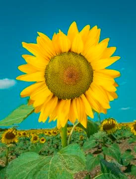 Single sunflower and the sky Stock Photos