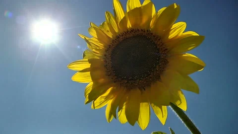Single sunflower on the background of the shining sun Stock Footage 85671864