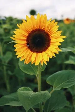 Single sunflower with a bee Foto stock