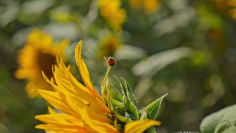 A single sunflower bloom is highlighted, with yellow flowers blurred in the.. Video stock 289843347