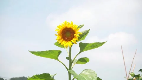 Single Sunflower Blooming Under Clear Blue Summer Sky in Nature Stock Footage 342220145