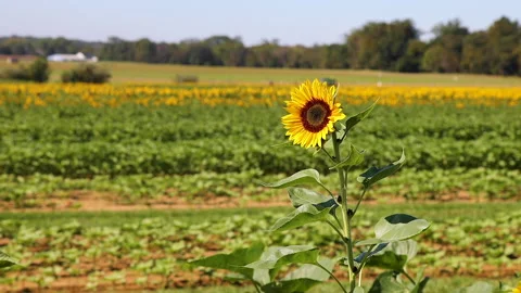 Single Sunflower in the breeze Stock Footage 163940069