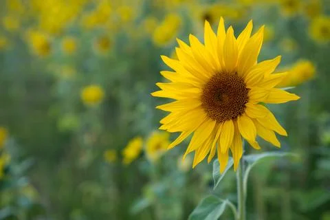 Single sunflower centered with soft blurred greenery. Stock Photos