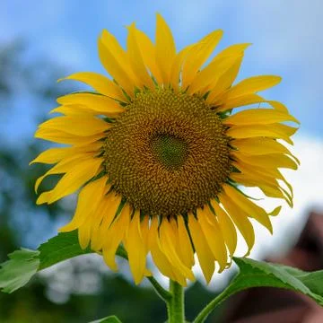 Single sunflower close up on background. Stock Photos