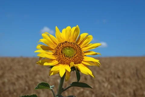 Single Sunflower in the field Foto stock
