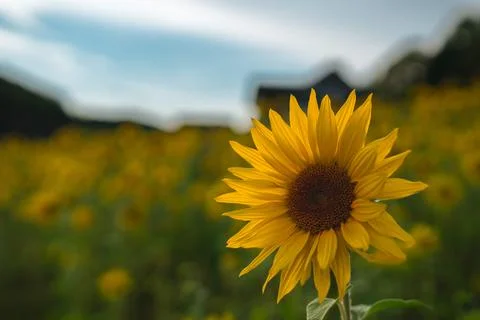 Single sunflower in field under dramatic cloudy sky. Stock Photos