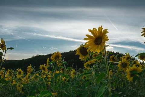 Single sunflower in the foreground with dramatic cloudy sky. Foto stock