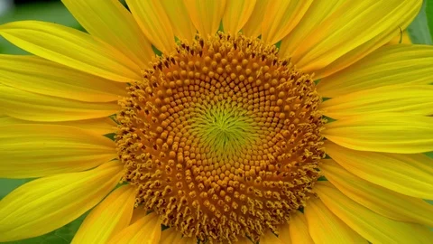 Single sunflower in full screen, extremely close up Stock Footage 77479791