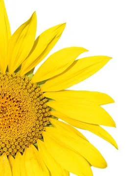 Single Sunflower Image Stock Photos