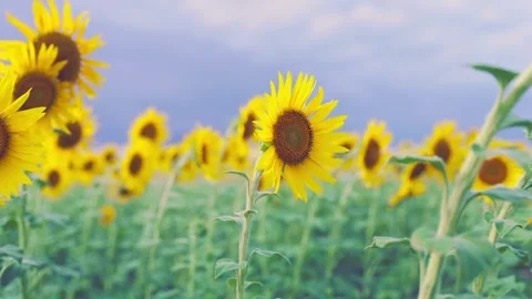 Single Sunflower in the middle with Copy Space for Text, Fukuoka Stock Footage 344967625
