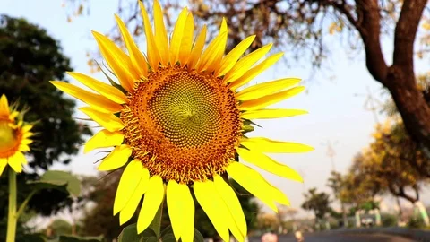 Single Sunflower moving in wind Stock Footage 107295568
