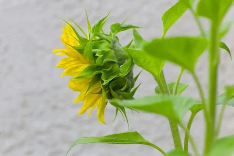 Single sunflower Stock Photos