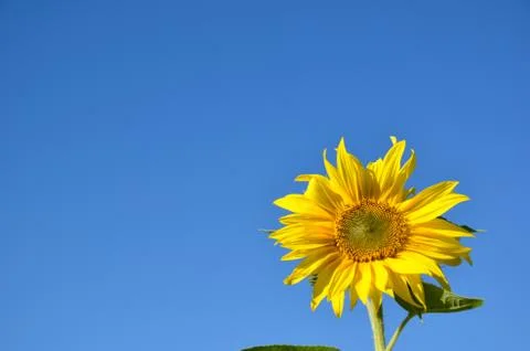 Single sunflower Stock Photos