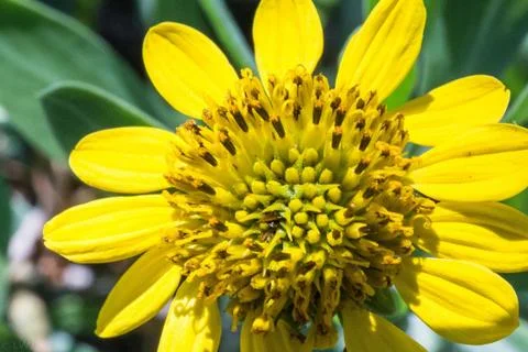 Single Sunflower Stock Photos