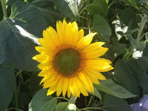 Single Sunflower Stock Photos