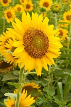 A Single Sunflower Stock Photos