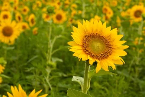 A Single Sunflower Stock Photos