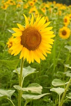 A Single Sunflower Stock Photos