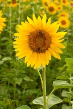 A Single Sunflower Stock Photos