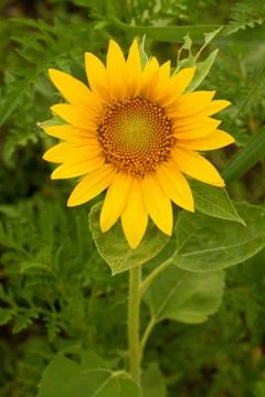 A Single Sunflower Stock Photos