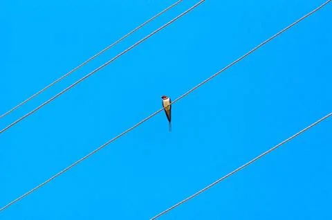 Single Swallow (Hirundo Rustica) Sitting on a Metal Wire. Stock Photos