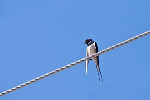 Single swallow sits on the wire under the blue sky Stock Photos