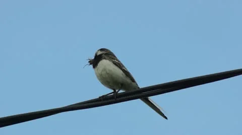 Single swallow on wires Stock Footage 11392320