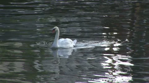 Single Swan in canal Stock Footage 20482931
