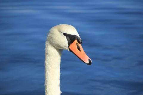 A single swan close up of head Stock Photos