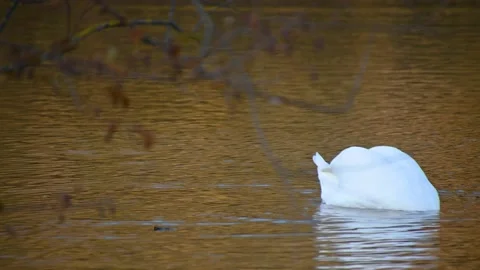 Single swan diving behind the branch in lake water Stock Footage 170007141