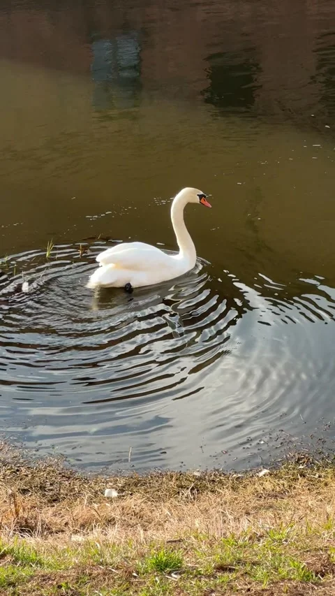 Single swan gliding alone on river surface Stock Footage 315072708