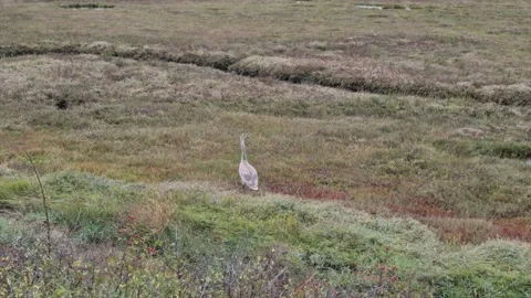 Single swan in a grass field Stock Footage 144322339