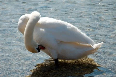 Single swan pruning itself Stock Photos