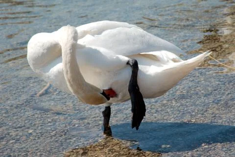 Single swan pruning itself Stock Photos