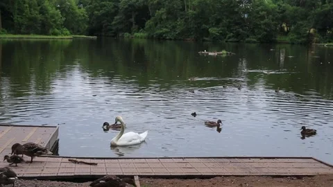 A single Swan with several ducks on a lake Stock Footage 246494844