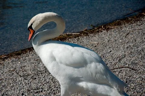 Single swan on the shore of a lake Stock Photos