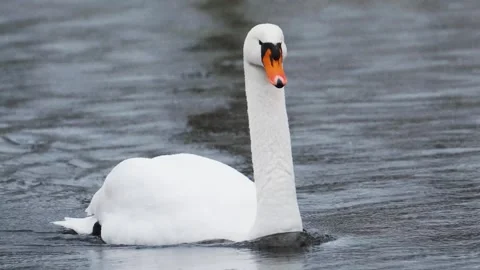 Single swan swimming towards the camera during rain Stock Footage 265440180