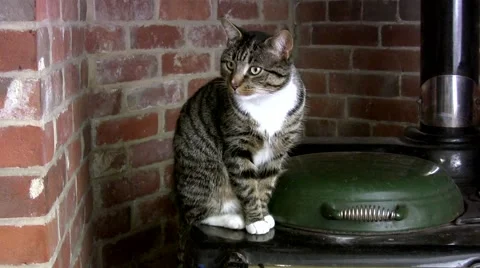 Single tabby cat Stock Footage 45744618