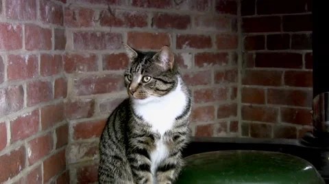 Single tabby cat Stock Footage 45745765