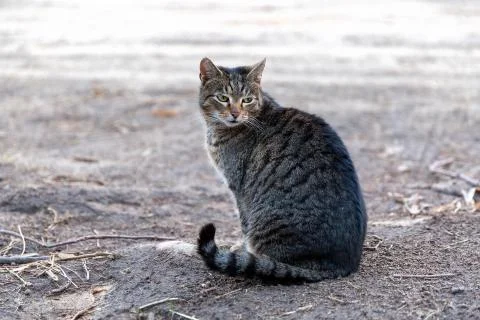 Single tabby cat Stock Photos